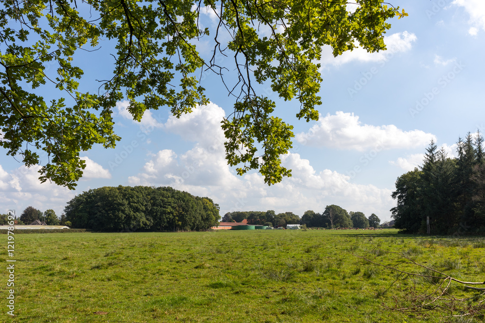 Obraz premium Wiese mit Wald und Baum