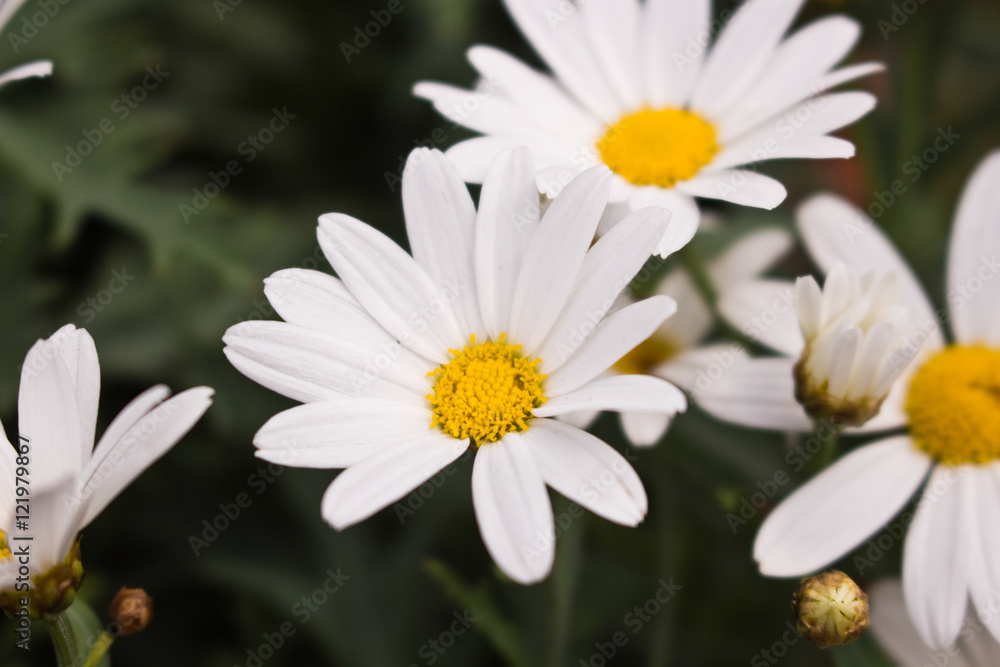 gänseblume gänseblume