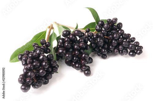 branch of Wild privet or Ligustrum vulgare isolated on white background