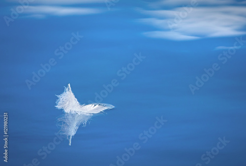 Fototapeta Naklejka Na Ścianę i Meble -  Feder eines Schwans im Wasser mit Wolkenspiegelung