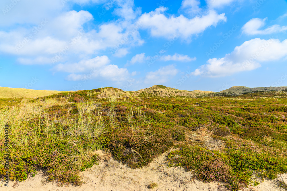 Landscape with sand dunes covered with grass and flowers, Sylt island, Germany