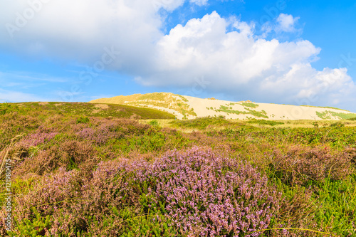 Heather flowers on meadow with sand dune in background, Sylt island, Germany