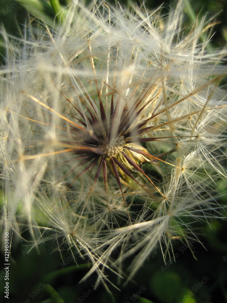 Fototapeta premium dandelion