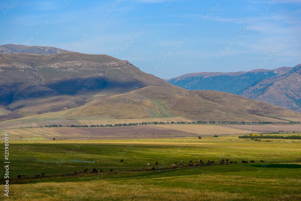 Amazing scene with mountain slope and grazing cows, Armenia