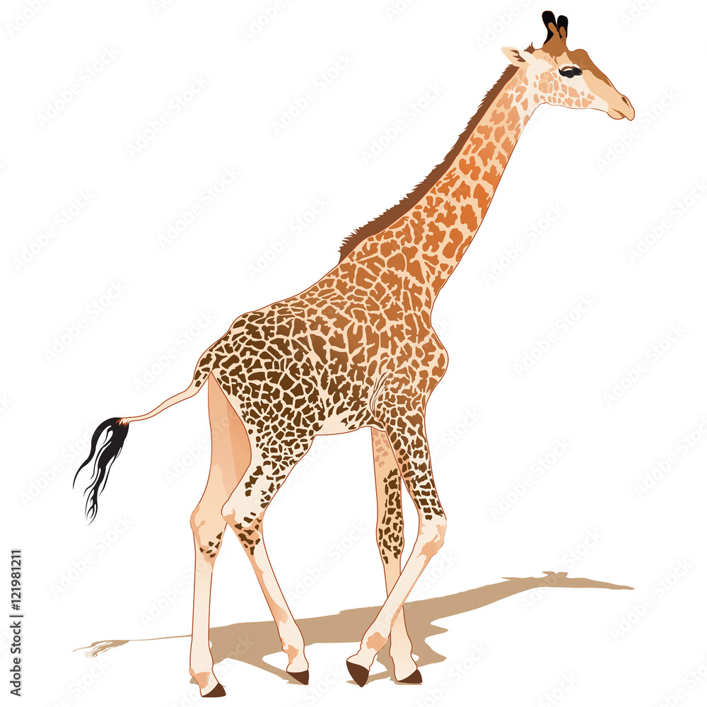 Naklejka premium African Giraffe