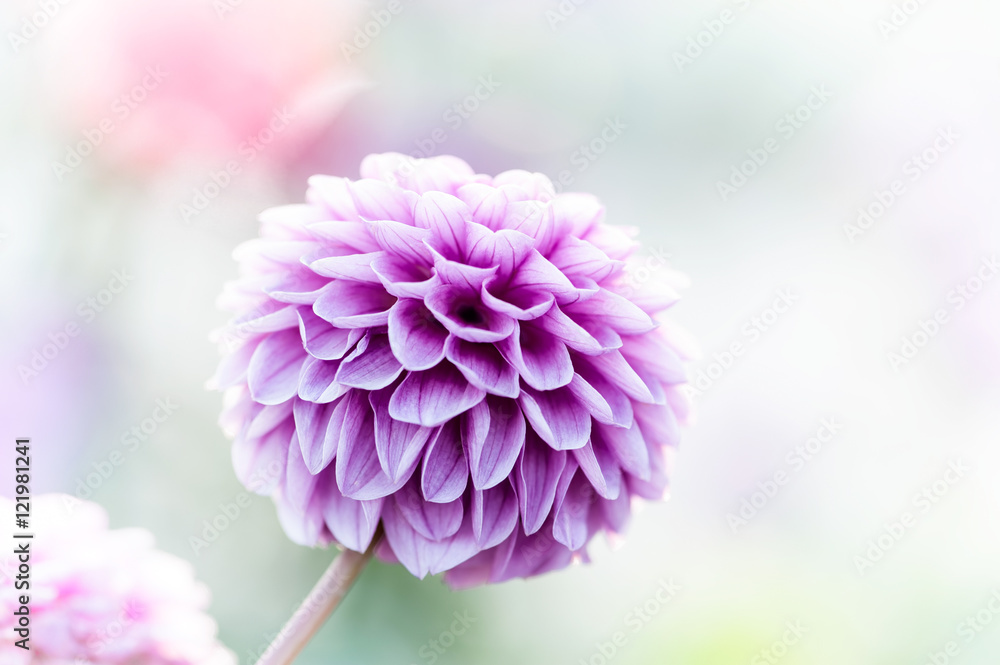 Purple dahlia close-up Purple dahlia close-up