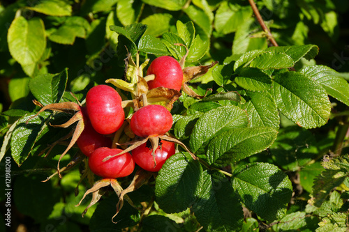 Kartoffelrose, Apfelrose (Rosa rugosa)
