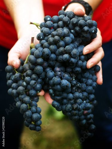 Grape harvest time in Italy - Woman hands handling a beautiful cluster of Merlot grapes