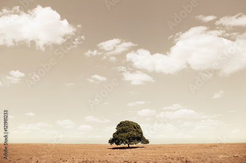 lone tree