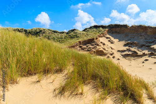 Grass on sand dunes on sunny summer day  Sylt island  Germany