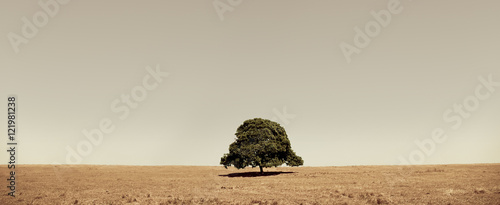 Canvas Print lone tree
