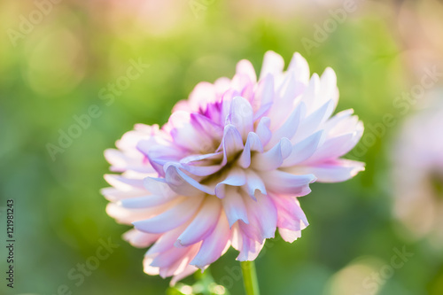 White dahlia close-up