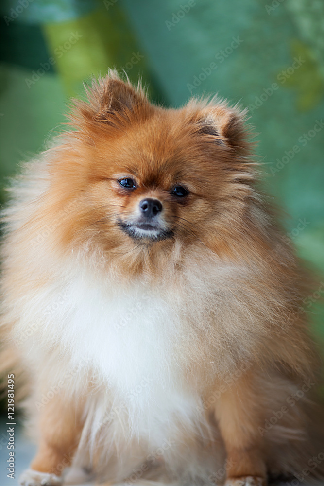 fluffy cute Pomeranian sitting on a green background