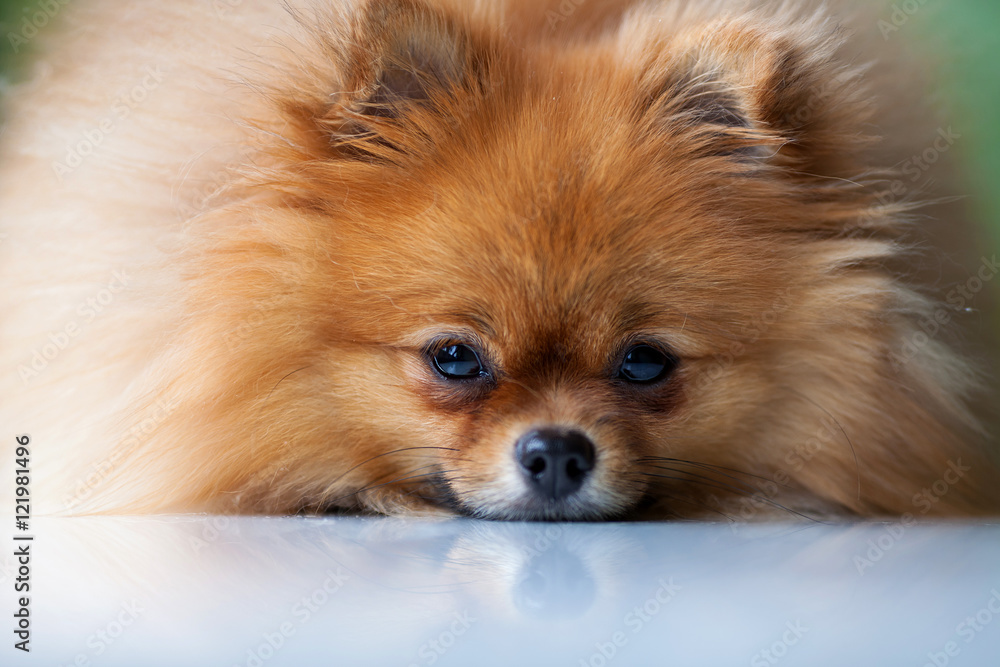 sad cute Pomeranian lies on a white surface sad cute Pomeranian lies on a white surface