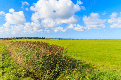 Green farming fields in countryside landscape of Sylt island near Keitum village, Germany