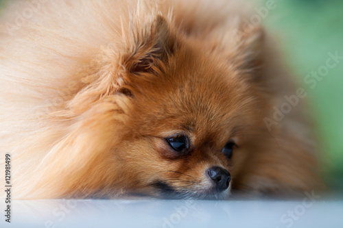 sad cute Pomeranian lies on a white surface