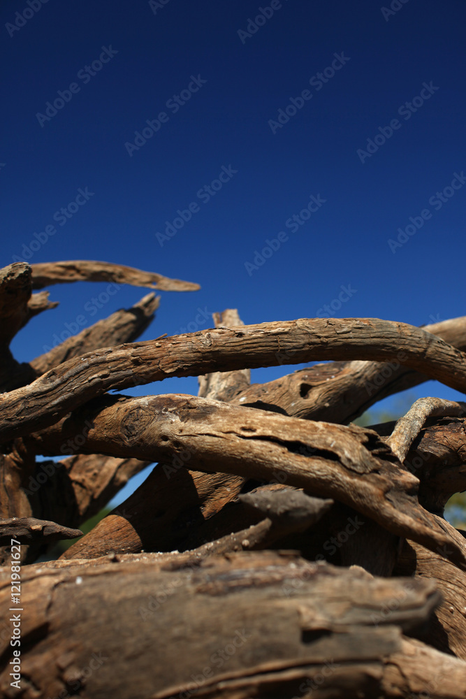 Driftwood