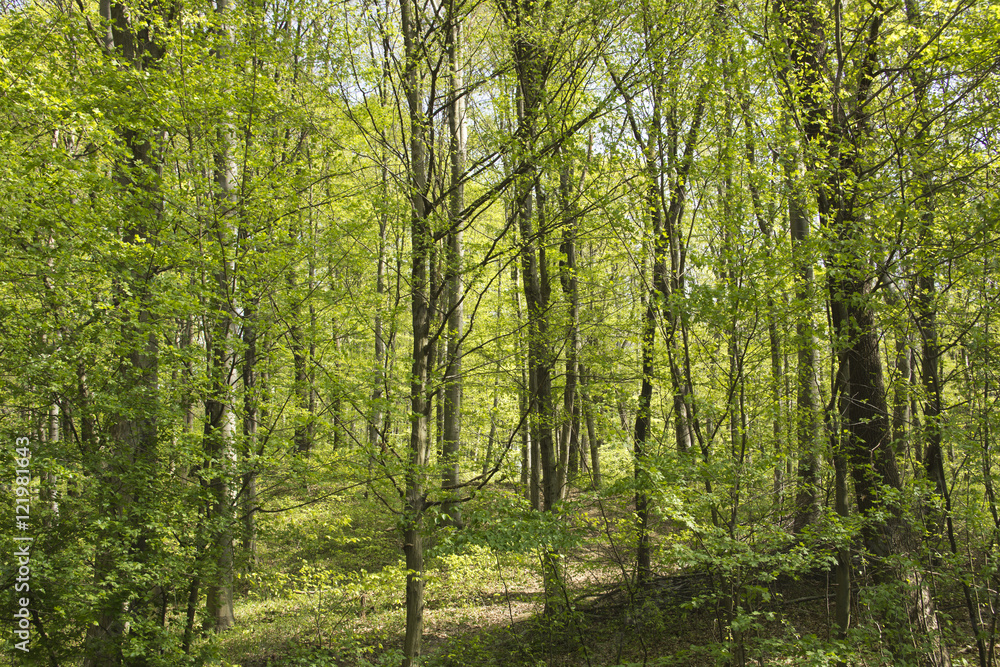 Beautiful fresh green spring forest in Hungary Beautiful fresh green spring forest in Hungary