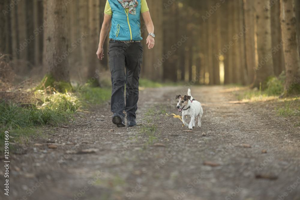 woman walking with dog in the forest - jack russell terrier woman walking with dog in the forest - jack russell terrier