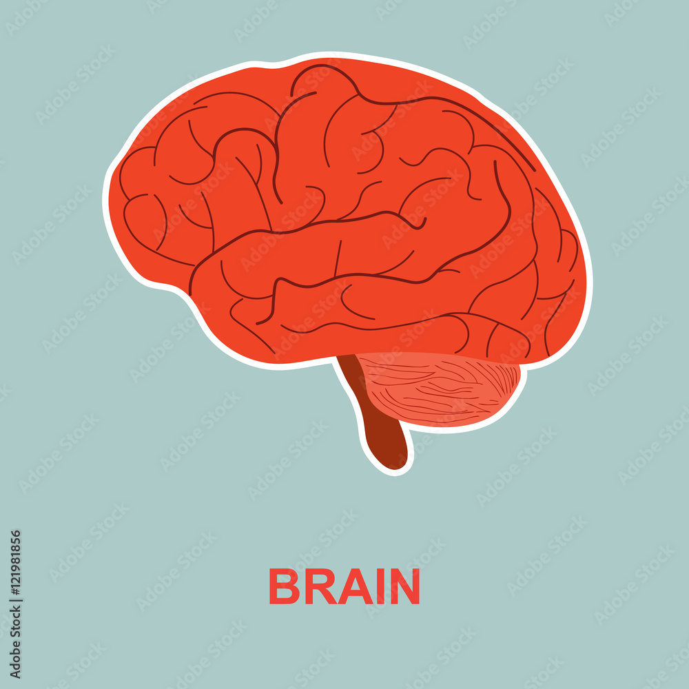 Human brain anatomy. Human brain anatomy.