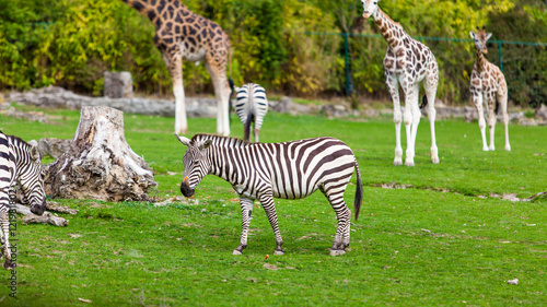 zebra and giraffe  at the green park in Zoo