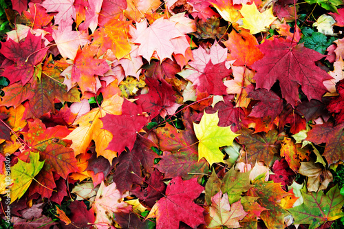 Maple falling leaves on the earth