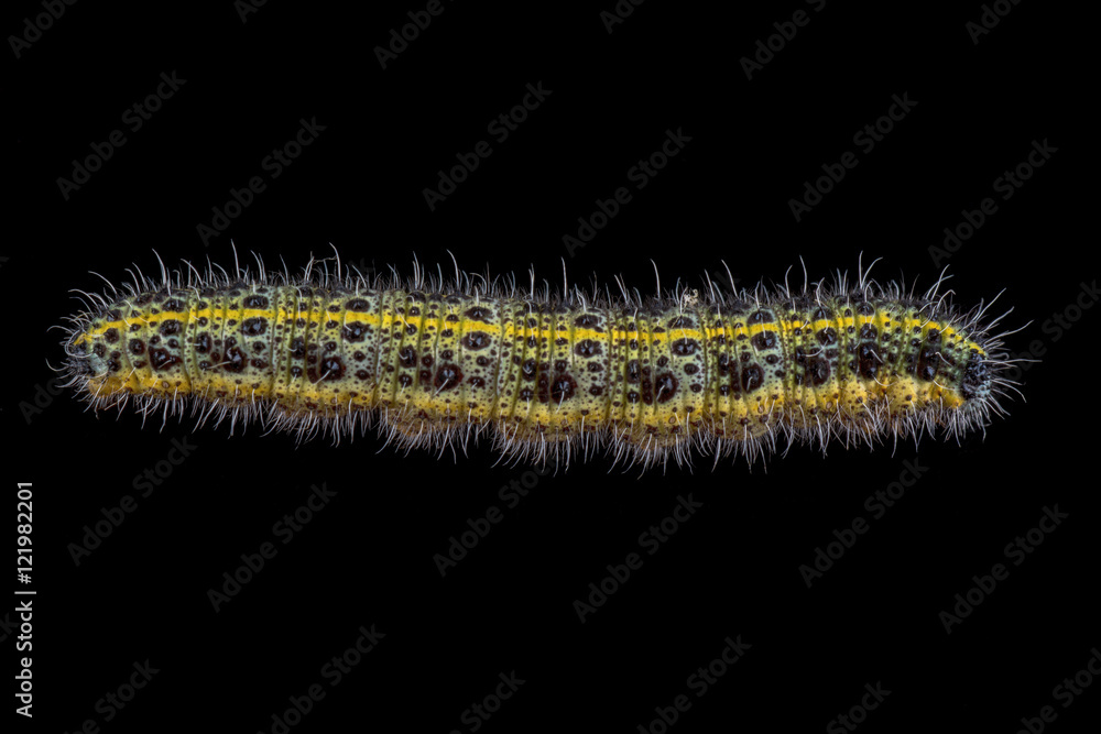 Colored caterpillar on a black background