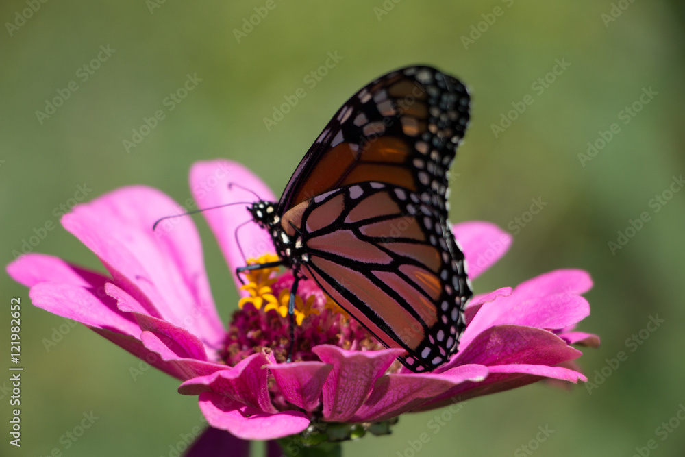 Monarch Butterfly and flowers Monarch Butterfly and flowers