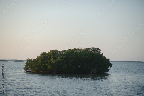 rookery bay mangroves photo