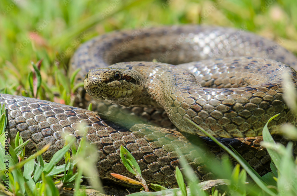 Fototapeta premium Smooth snake in grass