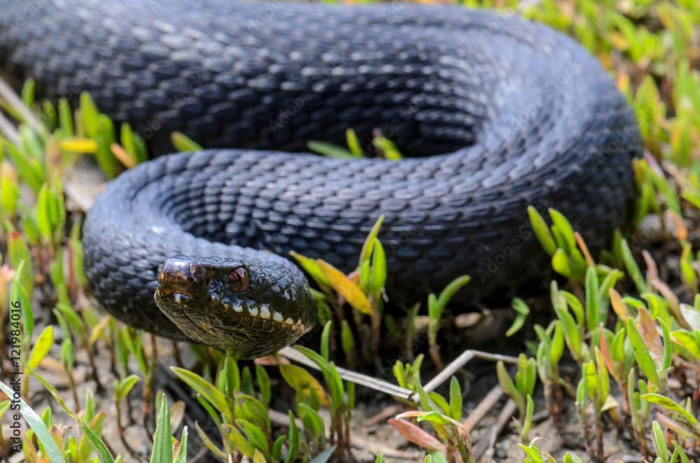 Obraz premium Vipera berus - nikolskii in grass