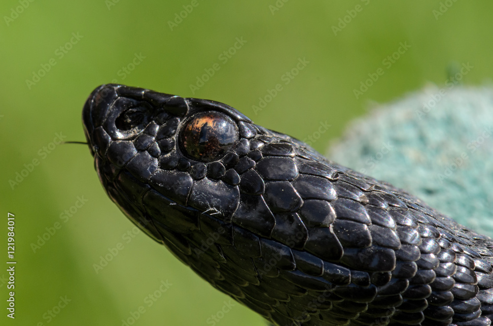 Naklejka premium Vipera berus - nikolskii
