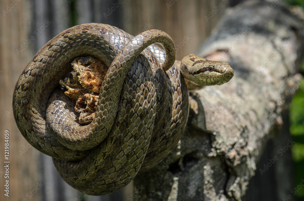 Fototapeta premium Smooth snake - Coronella austriaca 