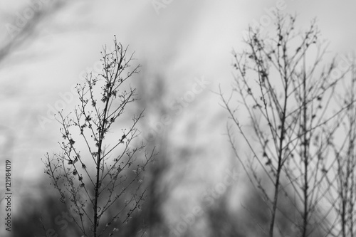 Winter Bushes