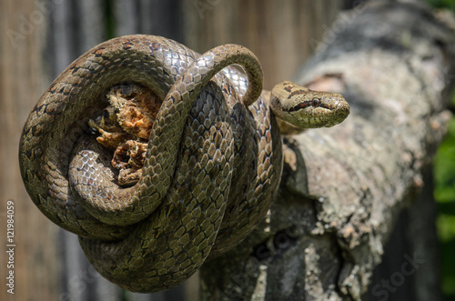 Smooth snake - Coronella austriaca 
