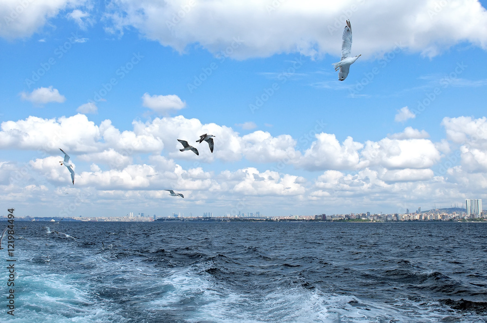 Naklejka premium Seagulls against a blue sky with white clouds