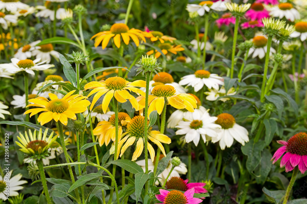 Sonnenhüte StockFoto Adobe Stock