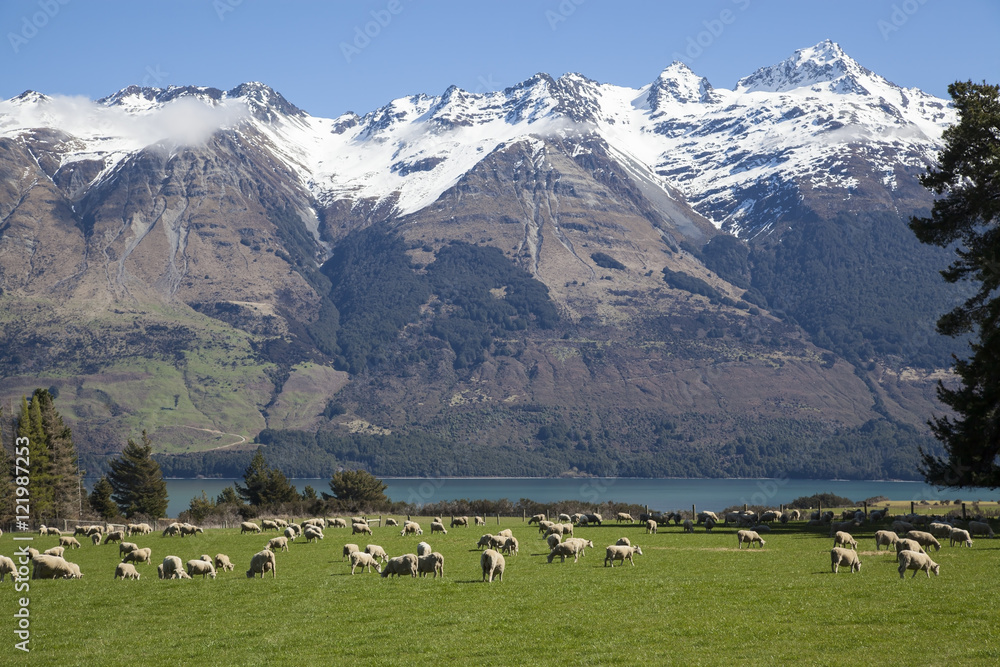 Sheep farm