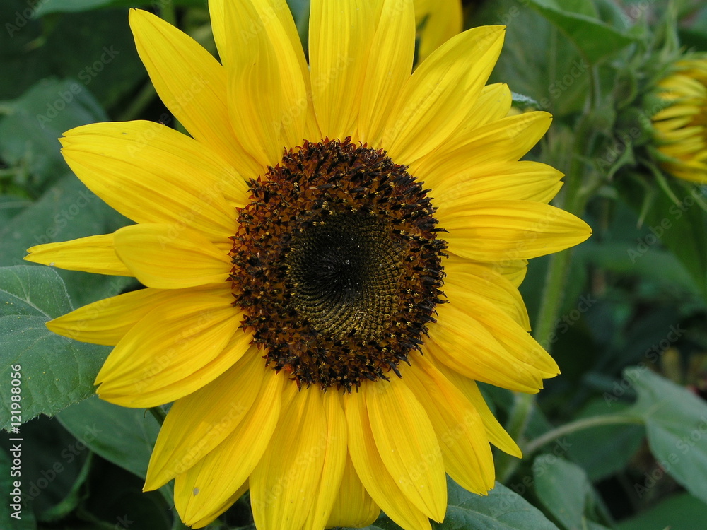 Fototapeta premium sunflower