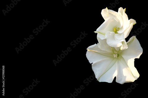 Moonflower (Ipomoea alba L.). Edible flower. photo