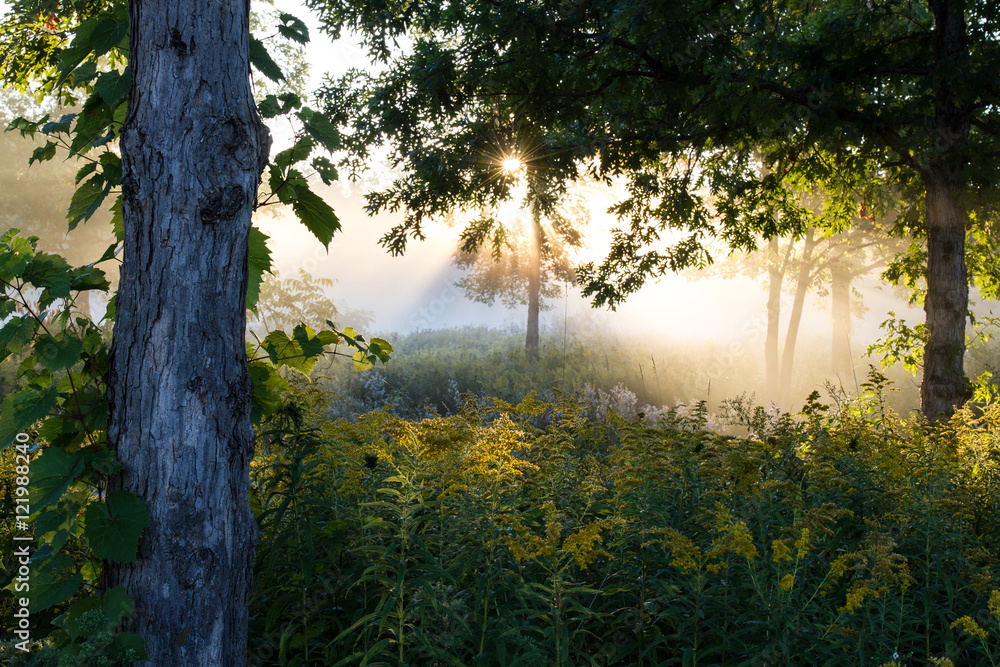 Dawn at Half Day Forest Preserve in Lake County, Illinois Dawn at Half Day Forest Preserve in Lake County, Illinois