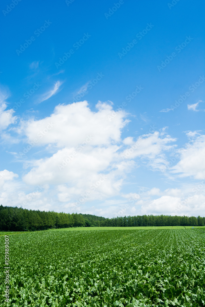 野菜畑と青空 野菜畑と青空
