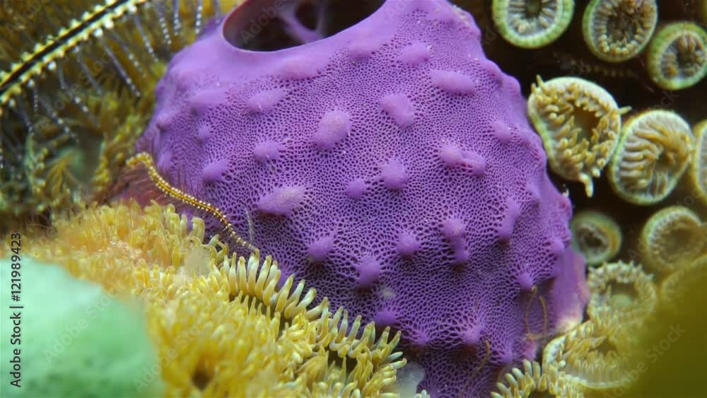 Underwater creature, closeup video of a branching tube sponge on seabed ...