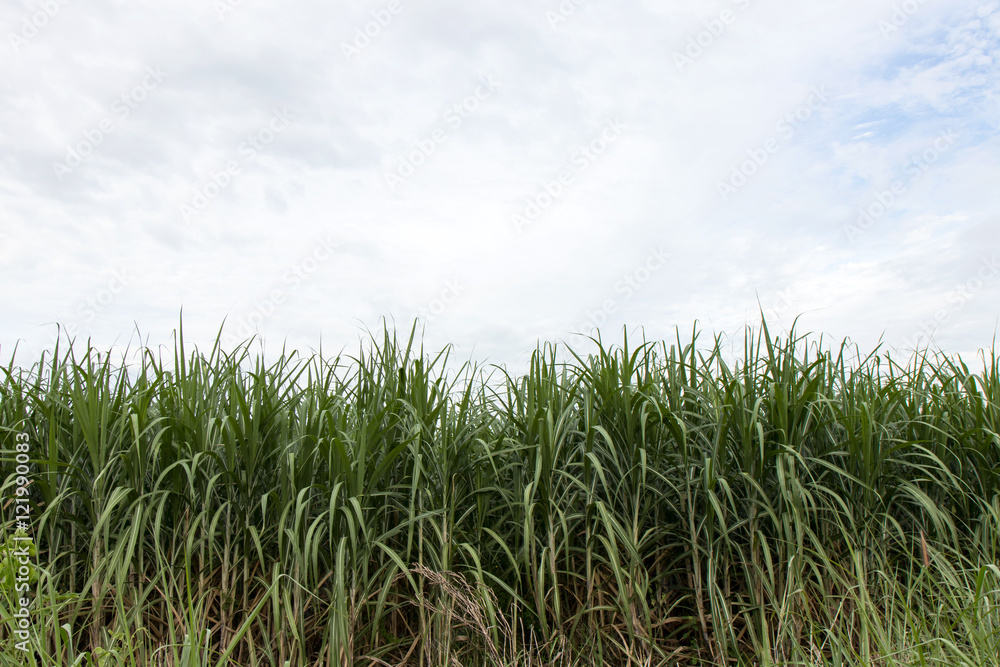 Green leaves of sugarcane.