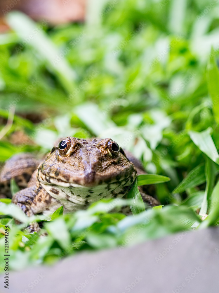Obraz premium Frog portrait