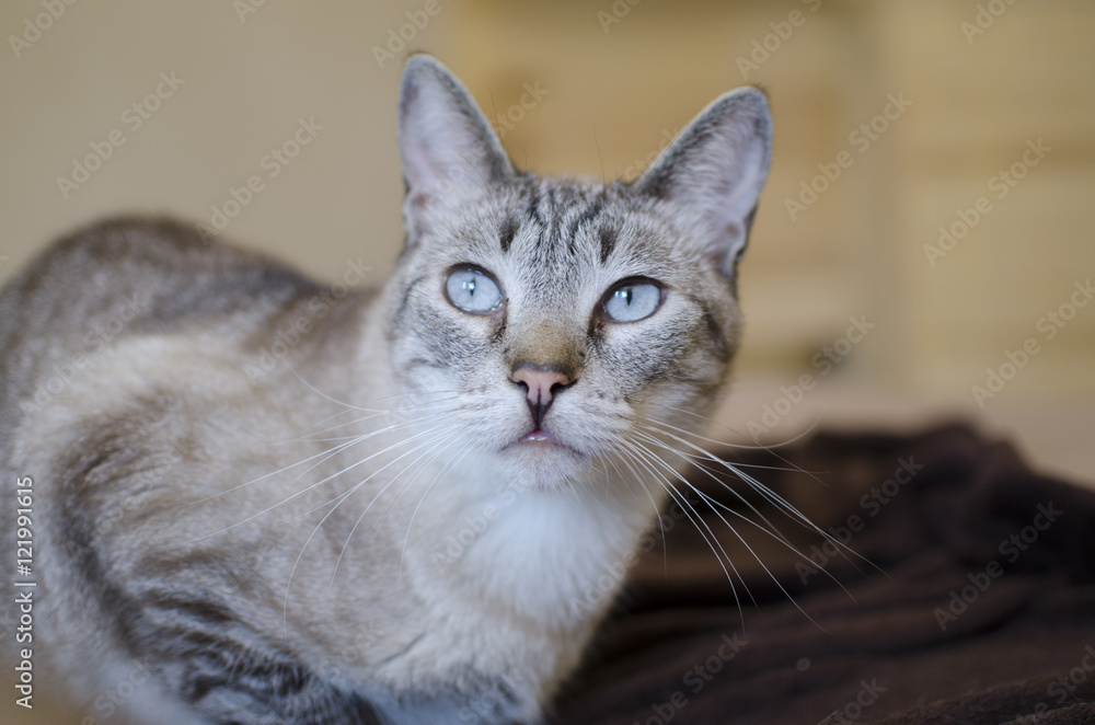 Katzenporträt