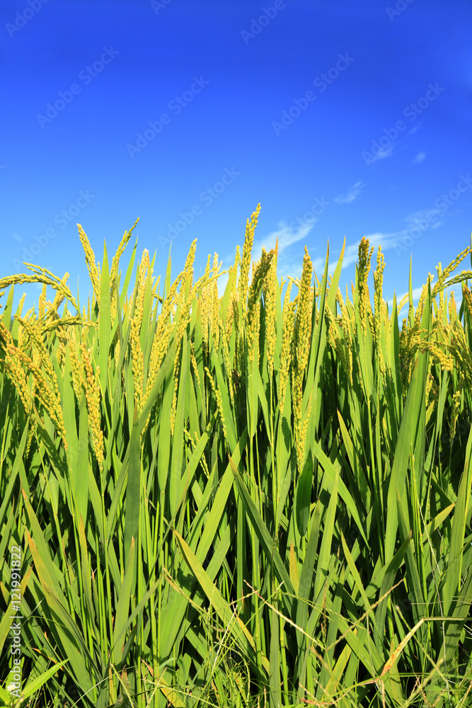 Fototapeta premium The rice in the field