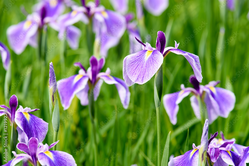 花菖蒲