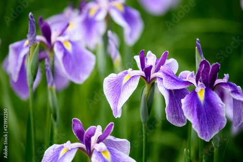 花菖蒲