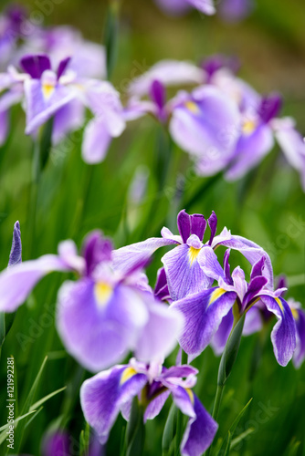 花菖蒲